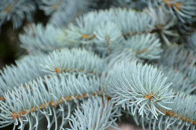 Full frame shot of pine tree during winter