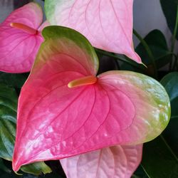 Close-up of pink flower blooming outdoors