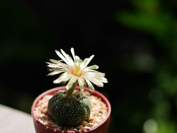 Close-up of white flowering plant