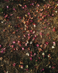 Full frame shot of flowers