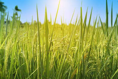 Close-up of crops growing on field against sky