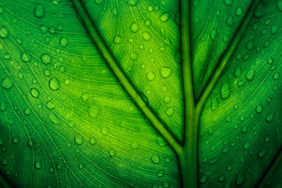 Full frame shot of wet leaf