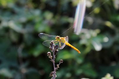 Close-up of dragonfly on twig