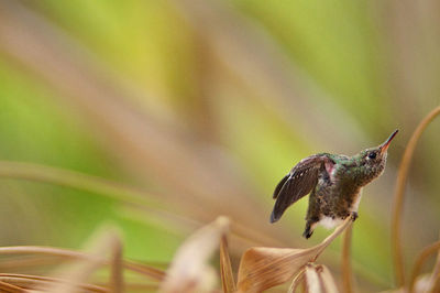 Close-up of a bird flying