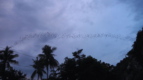 Low angle view of birds flying against sky