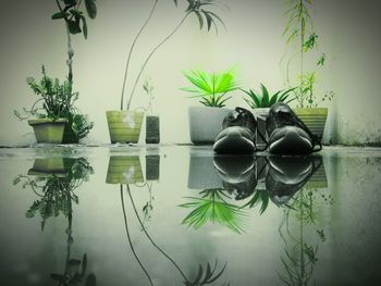 Reflection of plants on mirror at home