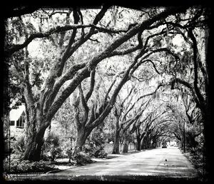 Bare trees along road