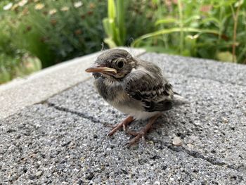 Close-up of a bird
