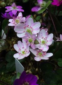 Close-up of pink flowers