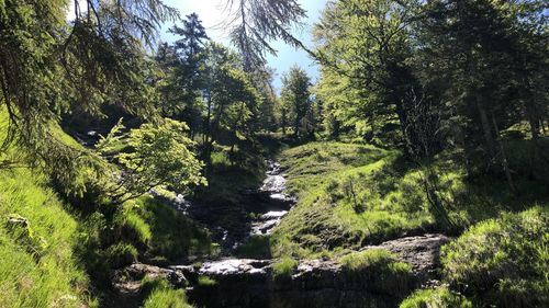 Trees growing in forest