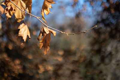 Close-up of leaves on tree