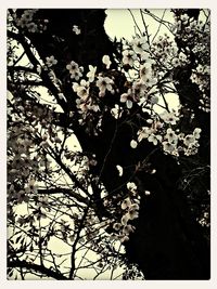 Low angle view of flowers on tree