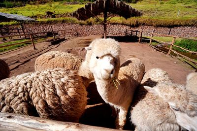 Alpacas at farm on sunny day