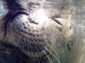 Close-up of cat