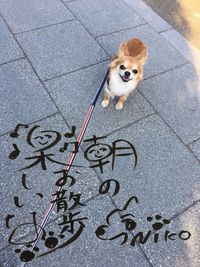 High angle portrait of dog standing on sidewalk