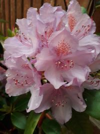 Close-up of pink flowers