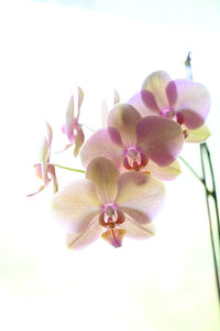 Close-up of pink orchids against sky