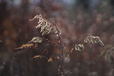 Close-up of dry leaves on tree during winter