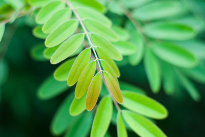 Close-up of green insect on plant