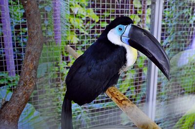 Close-up of bird perching in cage