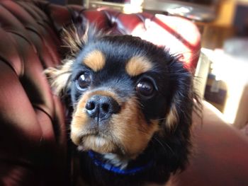 Close-up portrait of a dog