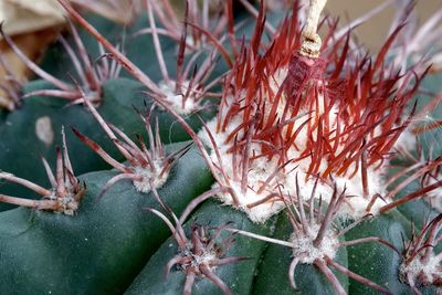 Close-up of succulent plant