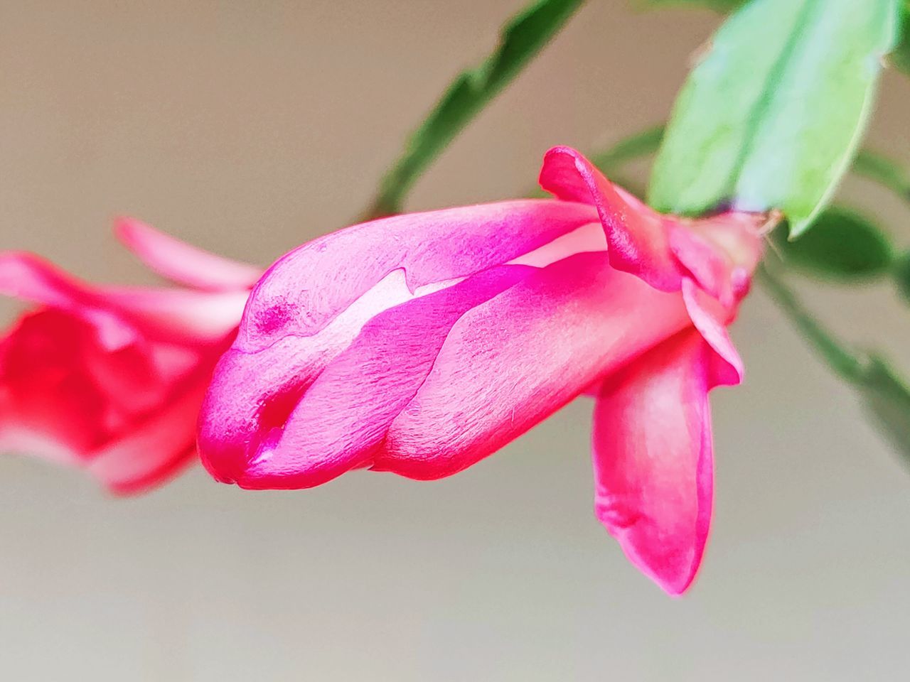 pink, flower, plant, flowering plant, freshness, beauty in nature, close-up, petal, macro photography, fragility, flower head, inflorescence, nature, growth, no people, focus on foreground, blossom, plant part, leaf, red, plant stem, outdoors, orchid, magenta, selective focus