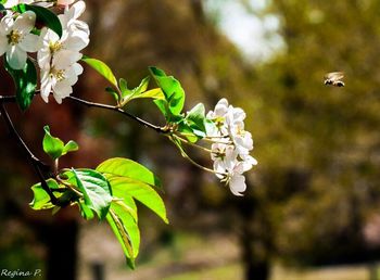 Close-up of white flower