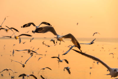 Birds flying in the sky