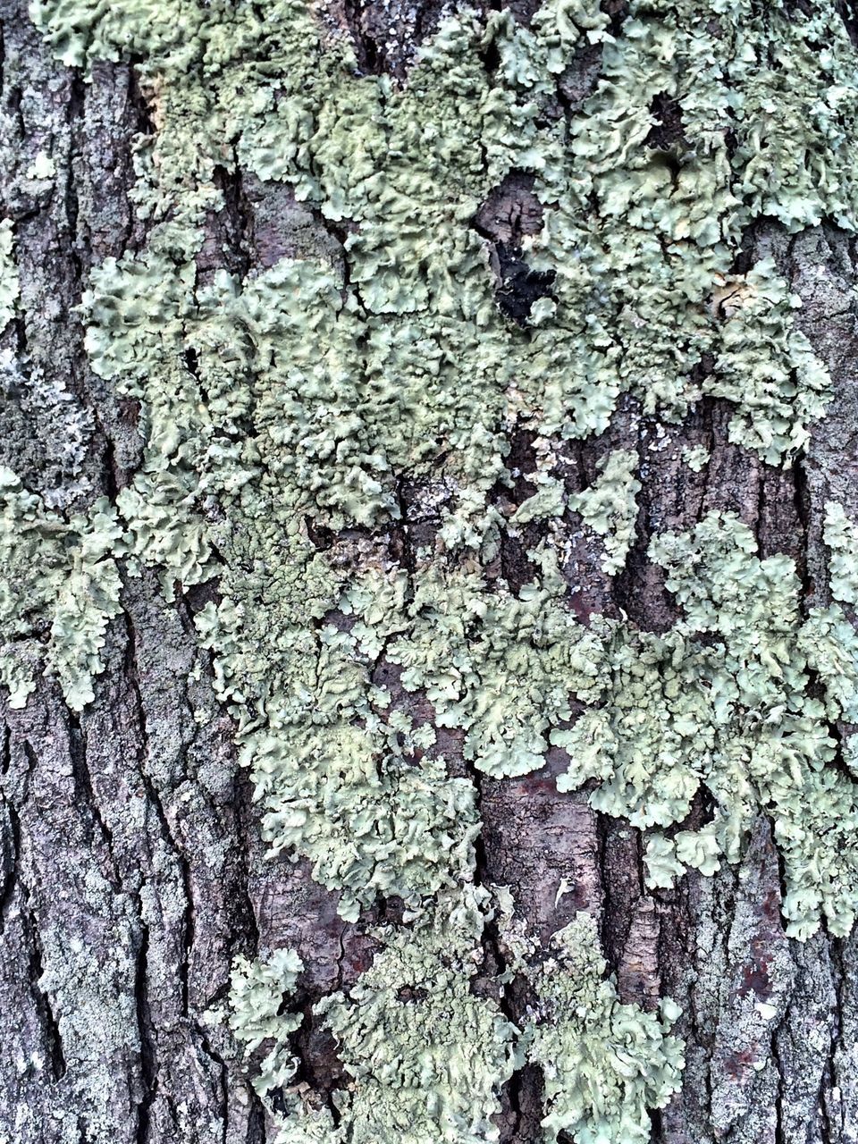 full frame, textured, backgrounds, rough, close-up, bark, tree trunk, pattern, natural pattern, detail, cracked, growth, nature, tree, weathered, no people, day, outdoors, macro, wood - material