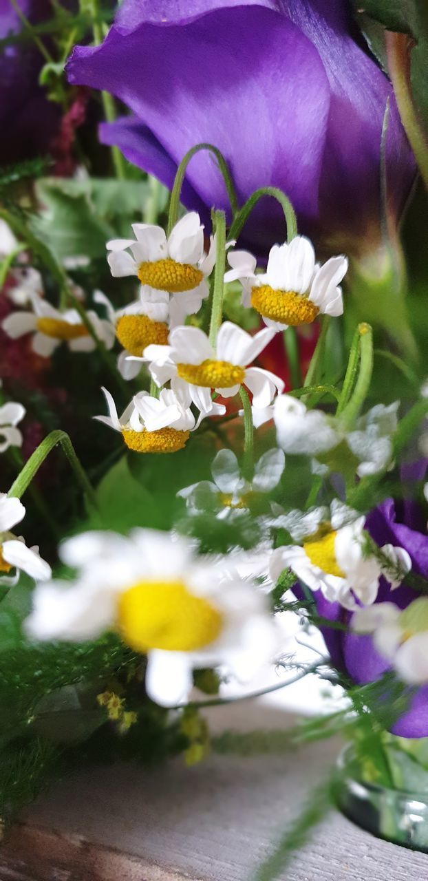 CLOSE-UP OF FLOWERING PLANTS