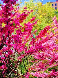 Pink flowers growing on tree