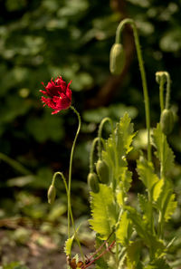 Close-up of red flowering plant