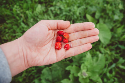 Strawberries lie in the palm of your hand. a green farm worker harvests