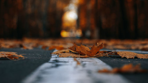 Close-up of dry maple leaves on road