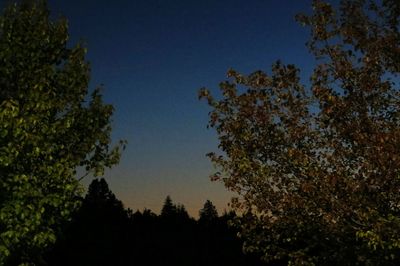 Low angle view of trees against sky