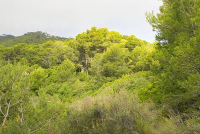 Scenic view of forest against sky