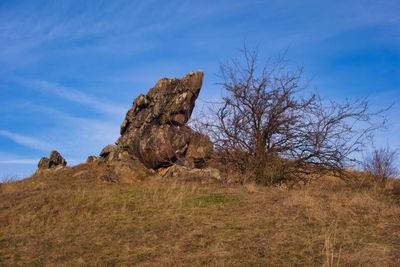 Dead tree on rock against sky