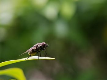 Close-up of insect on leaf