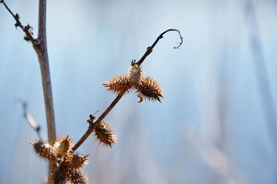 Low angle view of cocklebur against lake