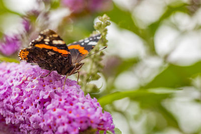 Close-up of butterfly pollinating on pink flower