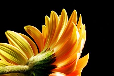 Close-up of yellow flower against black background