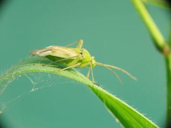 Close-up of insect on leaf
