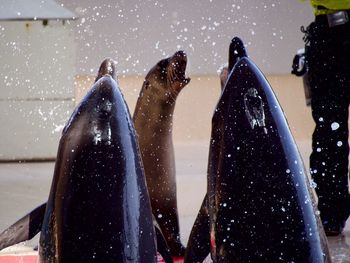 Close-up of a sea lion and dolphins