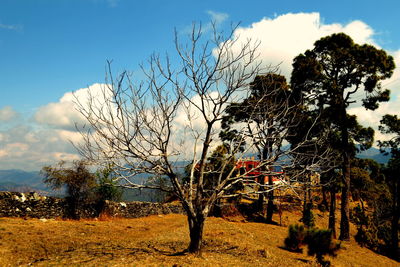 Close-up of tree against sky