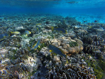 Fish swimming in sea