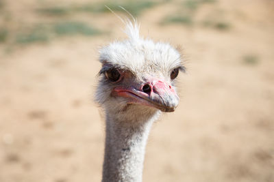Close-up portrait of ostrich during sunny day