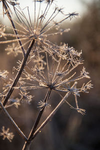 Close-up of dry dandelion against white background