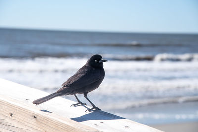 Bird perching on wood against sea