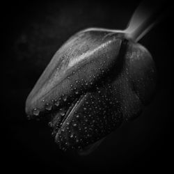 Close-up of water drops on leaf against black background